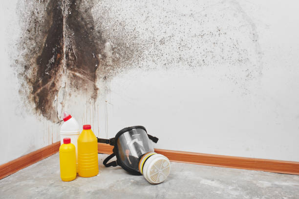 Mold Documentation for Insurance Claims in March Ar, CA